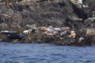 Seals on Calf of Man, from Isle of Man